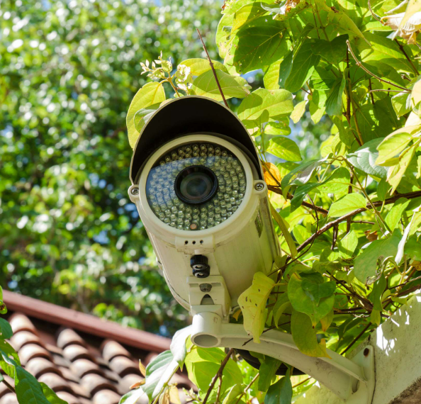 CCTV camera surrounded by foliage